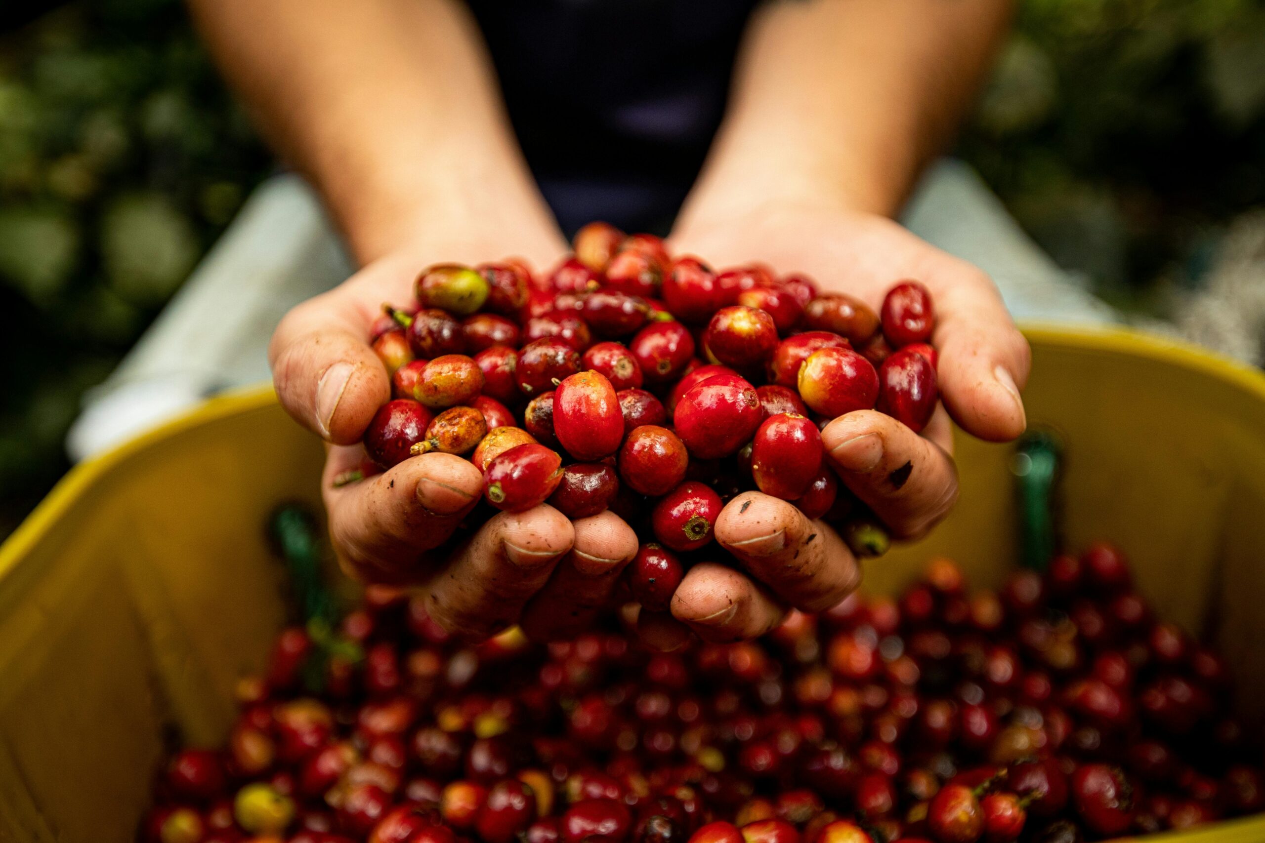 Close-up of hands holding freshly harvested red coffee cherries, showcasing vibrant colors and rich texture.